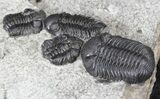 Nice Eldredgeops (Phacops) Trilobites Multiple - New York #32447-5